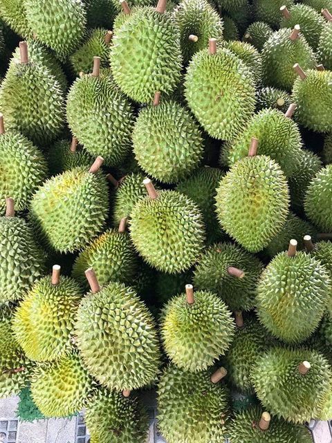 Wholesaler Fresh Durian Monthong , Durian Frozen, Fresh Fruit Organic Packed In Box Vietnam Manufacturer - Image 4