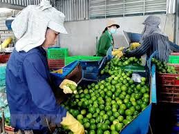 Special Fresh Lemon Lime Without Seed Seedless Lime Green Organic Packed In Box in Vietnam To Dubai UAE Thailand - Image 5