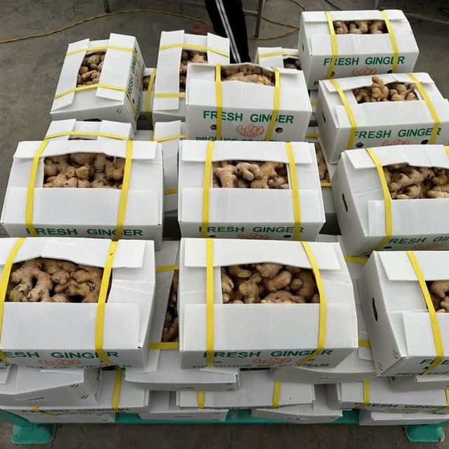 New 2023 Crop Vietnam Fresh Ginger Vietnam Spices Old Ginger Exporter Ready For Delivery OEM - Image 5