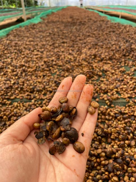 Green Robusta Green Coffee Beans Premium Quality Screen 16 Red Honey Processing Single Origin in Vietnam - Image 4