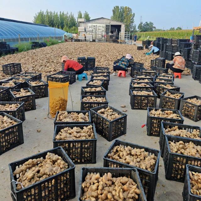 New 2023 Crop Vietnam Fresh Ginger Vietnam Spices Old Ginger Exporter Ready For Delivery OEM - Image 4