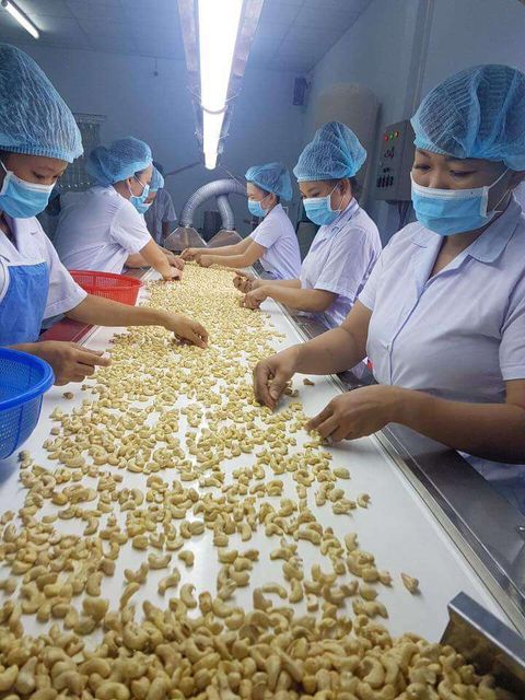 Lowest Price Cashew Nuts W240 Raw High Quality Big Size Dried Delicious Crunchy Organic Kernel OEM Service – product photo 3, product detail gallery