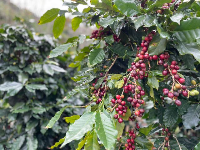 Robusta Green Coffee Beans Premium Quality Screen 16 Red Honey Processing Vietnamese Single Origin 60kg JUTE bags - Image 4