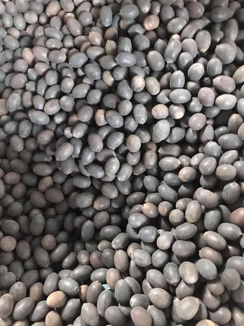 lotus flower seeds lowest prices Shelf Life 2 Model Number 01 Address Vietnam Content lotus seed Ingredients lotus seed Storage Type dried - Image 4