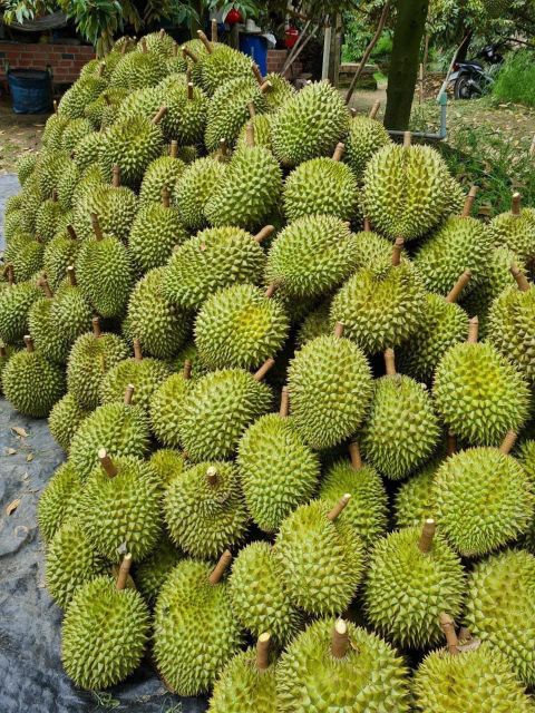 The Best Fresh Durian , Tropical Fruit, fresh durian fruit for sale Organic fruits, Durian freeze dried - Image 6