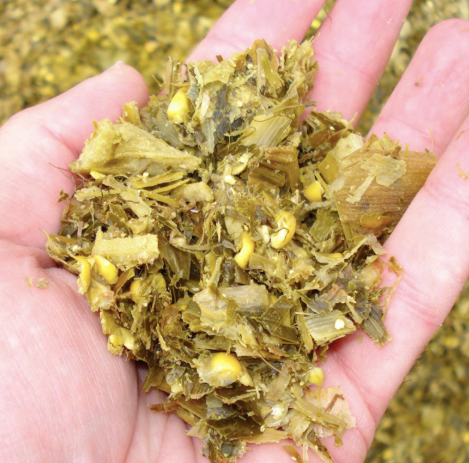 Sour Corn (Corn Silage) Origin Vietnam Protein Content 8.5% Ingredient Corn Tree Shelf Life Up To 12 Months Storage Dry Or Cold - Image 7
