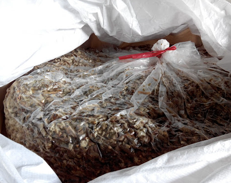 Sour Corn (Corn Silage) Origin Vietnam Protein Content 8.5% Ingredient Corn Tree Shelf Life Up To 12 Months Storage Dry Or Cold - Image 4