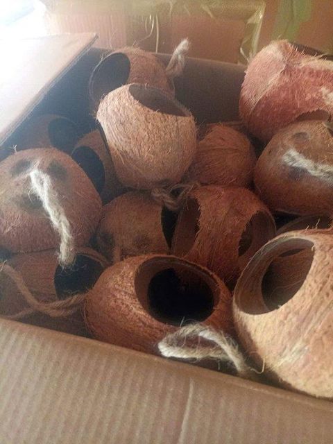 Coconut Shell Bird Feeders - Image 2
