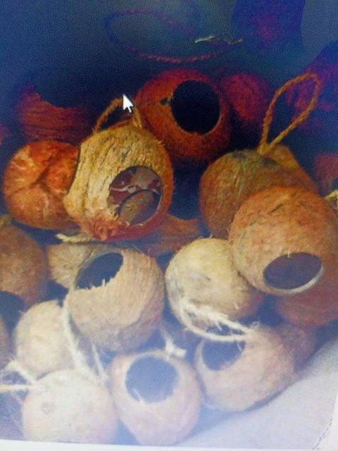 Coconut Shell Bird Feeders - Image 3