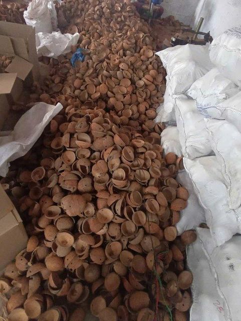 Coconut Shell Bird Feeders - Image 6