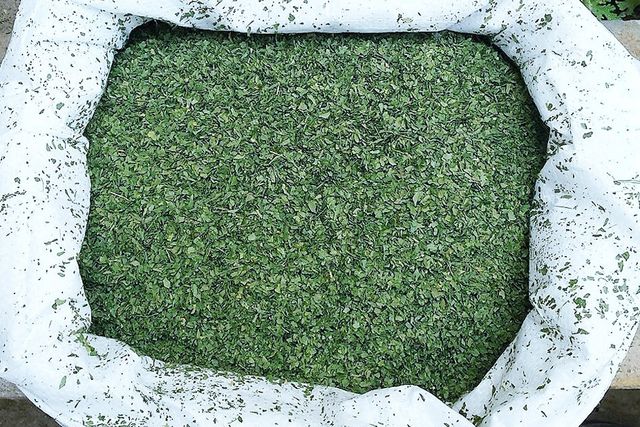 DRIED PARSLEY LEAVES Form Crushed Seasonality Available All Year Round Packaging Material Polypropylene Or Paper - Image 1