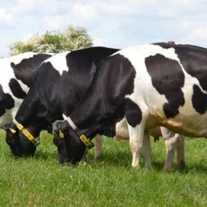 Africa Holstein cow - Image 1
