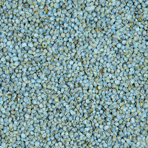 Green Millet Purity 99% Gluten Free Yes Color Brownish-green Packaging 15/20/25/30/40/50 Kg Pp Bags Loading Capacity 24 Mt Per 20 Ft - Image 1