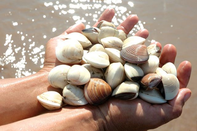 Vietnamese Clams with Shell High Quality For EU Market Style FROZEN Weight (kg) 10 Packaging Bulk Type Frozen Food Shelf Life - Image 4