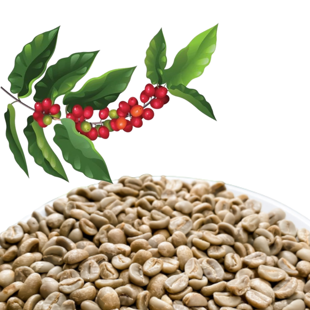 Green Coffee Beans Robusta Green Coffee Beans Screen 16 Red Honey Processing Single Origin Vietnam Manufactory - Image 1