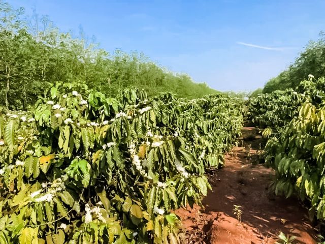 Green Arabica Coffee Beans Origin Cau Dat Farm Vietnamese Specialty Arabica Catimor Green Coffee Beans Dry Processing - Image 3