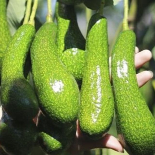 Vietnam Frozen Avocado is exported to many other markets with good price - 100% Fresh Fruit Organic - Image 6