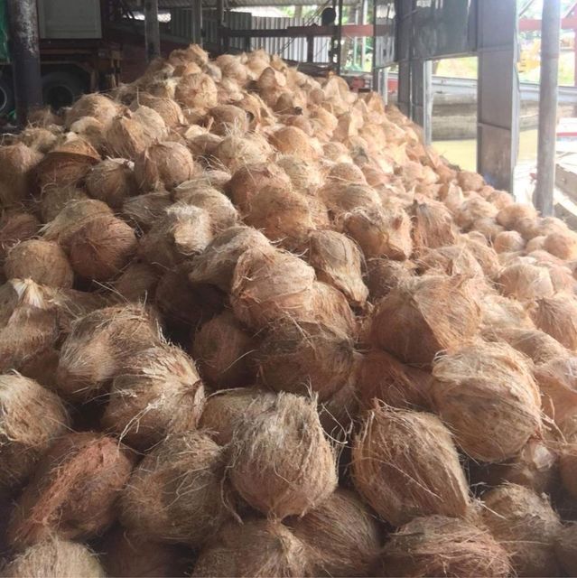 Semi husked Coconut Fresh From Vietnam Best Price for Export with 100% High Quality Product - Image 4