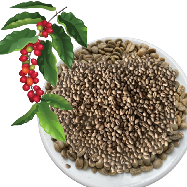 Green Coffee Beans Robusta Green Coffee Beans Screen 16 In Vietnam Manufactory Red Honey Processing Single Origin - Image 1