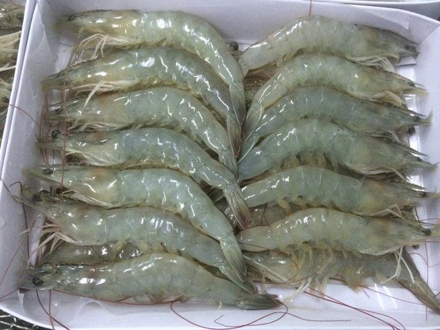 Frozen IQF Vannamei Shrimp HOSO Head On Shell On prawn High quality white shrimp HACCP, ISO, - Image 5
