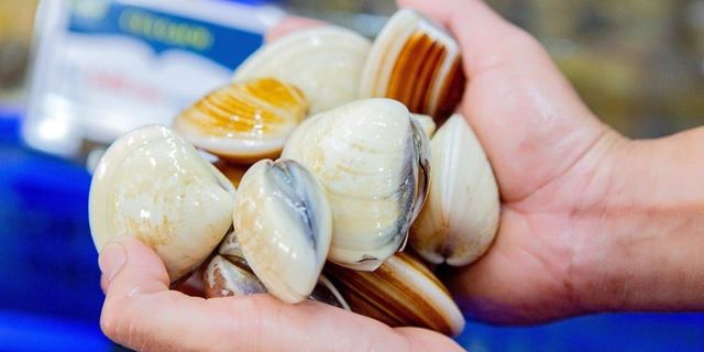Vietnamese Clams with Shell High Quality For EU Market Style FROZEN Weight (kg) 10 Packaging Bulk Type Frozen Food Shelf Life - Image 3