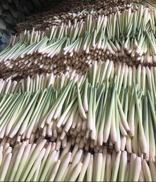 Fresh/Dried Lemongrass Export from Vietnam - Wholesale High Quality (Certification: GAP, HACCP...) - 100% Organic - Image 3