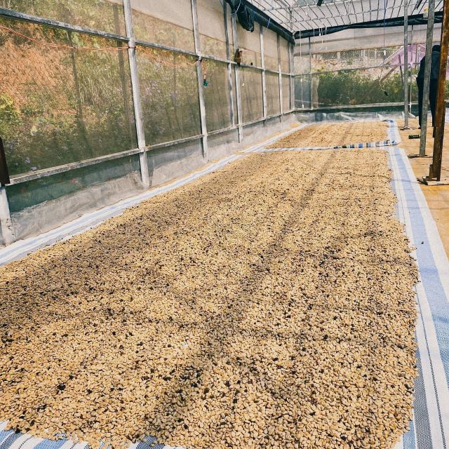 Green Coffee Beans Robusta Green Coffee Beans In Vietnam Manufactory Screen 16 Red Honey Processing Single Origin - Image 5