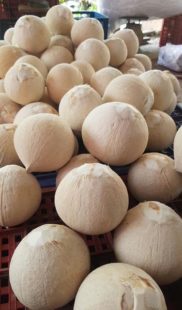 Young coconuts is tasty and slightly sweet, and you can enjoy it raw or dried to export - Image 3