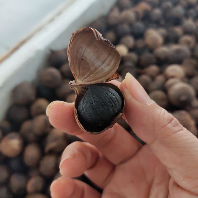 Wholesale Organic fermented whole bulb black garlic single clove/multi-clove healthy with high quality and competitive price - Image 6