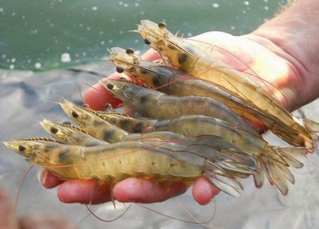 Best Quality Frozen Raw Vannamei Hoso/ Frozen Vannamei White Shrimp Raw with Competitive price - Image 4