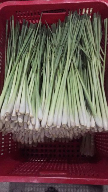Fresh/Dried Lemongrass Export from Vietnam - Wholesale High Quality (Certification: GAP, HACCP...) - 100% Organic - Image 4