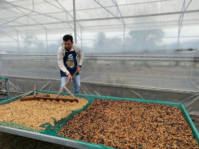 Robusta roasted Coffee Beans Small MOQ Customized Roast Semi-Wash Robusta Coffee Beans S16 Single Origin Vietnam Export Quality - Image 3