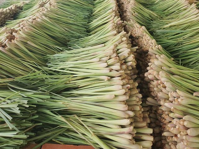 Fresh/Dried Lemongrass Export from Vietnam - Wholesale High Quality (Certification: GAP, HACCP...) - 100% Organic - Image 2