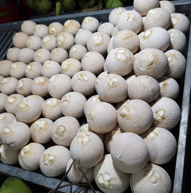 Whole Coconut, Diamond Coconut, and Top Cut Coconut from Vietnam 100% High Quality Fruit - Image 5