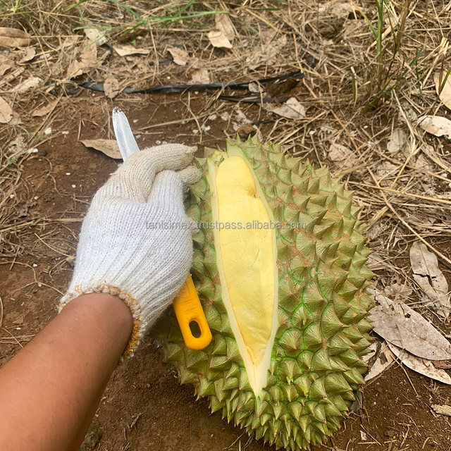Fresh durians fruit for sales grade A from 3 fruits per carton box good quality - Image 3