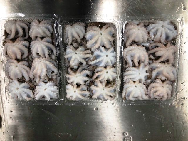 Sock price frozen whole octopus cleaned for wholesales - Image 3