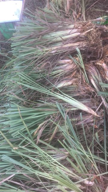 Fresh/Dried Lemongrass Export from Vietnam - Wholesale High Quality (Certification: GAP, HACCP...) - 100% Organic - Image 5