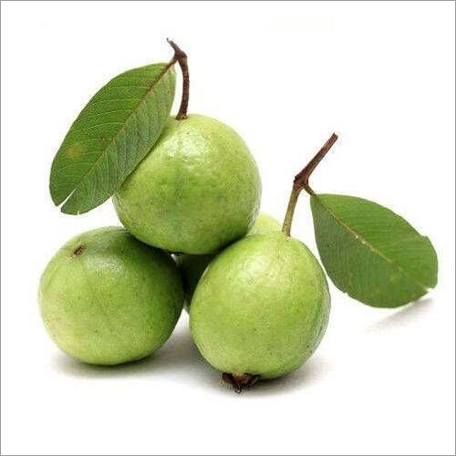 Vietnamese Guava export is widely grown in many regions, is a fruit with many nutritional benefits, with high vitamin C content. - Image 2