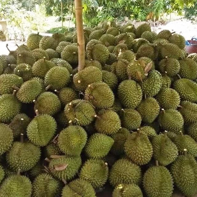 Vietnam Monthong Durian So Fresh Premium Quality Fresh Whole Piece /Frozen Pulp Durian Fruit Monthong - Image 3