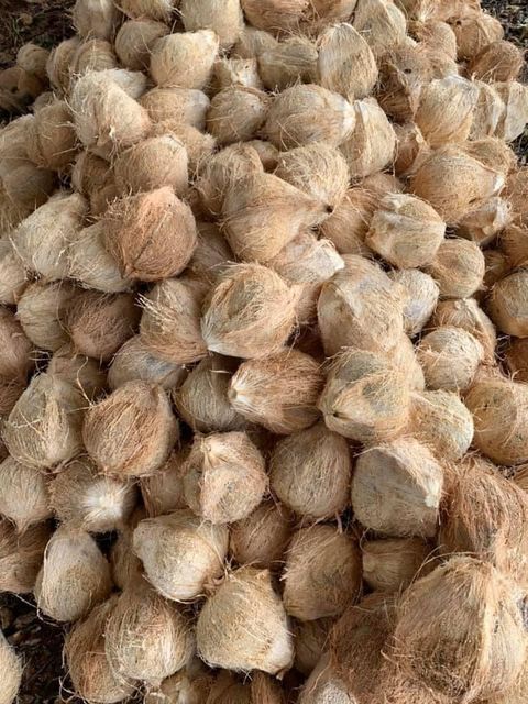 Semi husked Coconut Fresh from Vietnam - 100% High Quality - Best Price for export – product photo 3, product detail gallery