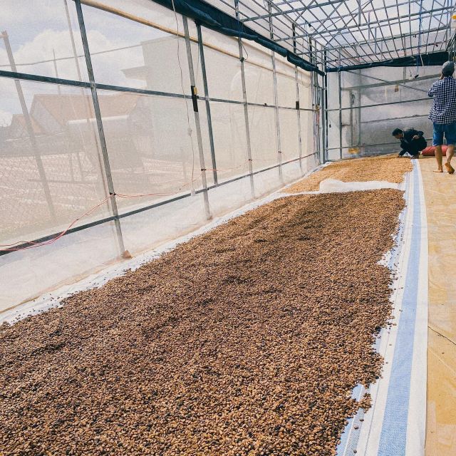 Green Coffee Beans Robusta Green Coffee Beans Screen 16 Red Honey Processing Single Origin In Vietnam Manufactory - Image 6