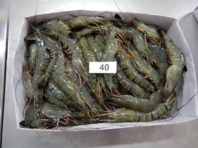 Factory Manufacture IQF Frozen Raw Black Tiger Prawn High quality prawn from Vietnam HACCP Wholesale - Image 4