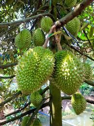 The Best Fresh Durian , Tropical Fruit, Vietnam Export products to China, Thailand, Malaysia, Turkey Fresh Durian Fruit - Image 2
