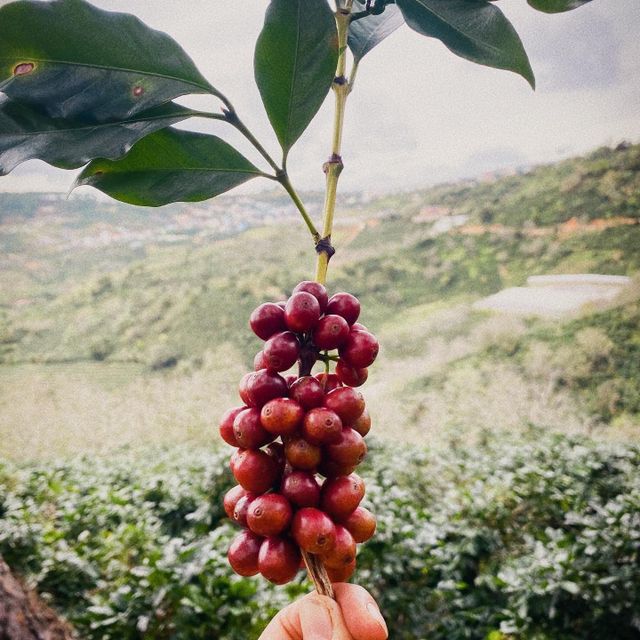 Green Coffee Beans Robusta Green Coffee Beans Screen 16 Red Honey Processing Single Origin Vietnam Manufactory - Image 3