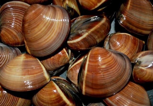 Vietnamese Clams with Shell High Quality For EU Market Style FROZEN Weight (kg) 10 Packaging Bulk Type Frozen Food Shelf Life - Image 5