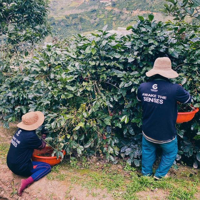 Green Coffee Beans Robusta Green Coffee Beans Vietnam Manufactory Screen 16 Red Honey Processing Single Origin - Image 2