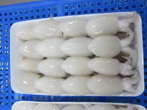 Top quality Frozen Cleaned Cuttlefish Competitive Price Grade A Style FROZEN Weight (kg) 1 Feature NATURE Variety - Image 3