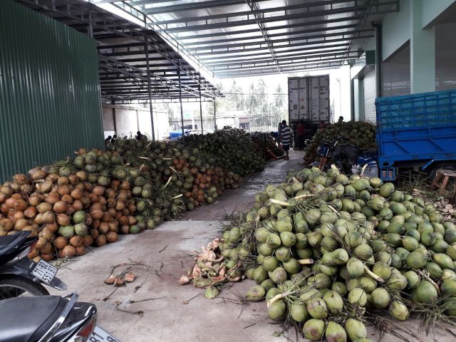 Whole Coconut, Diamond Coconut, and Top Cut Coconut from Vietnam 100% High Quality Fruit - Image 6