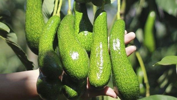 High quality frozen avocado cube avocado frozen round avocado tropical fruit for sale frozen tropical fruit customized packaging - Image 5