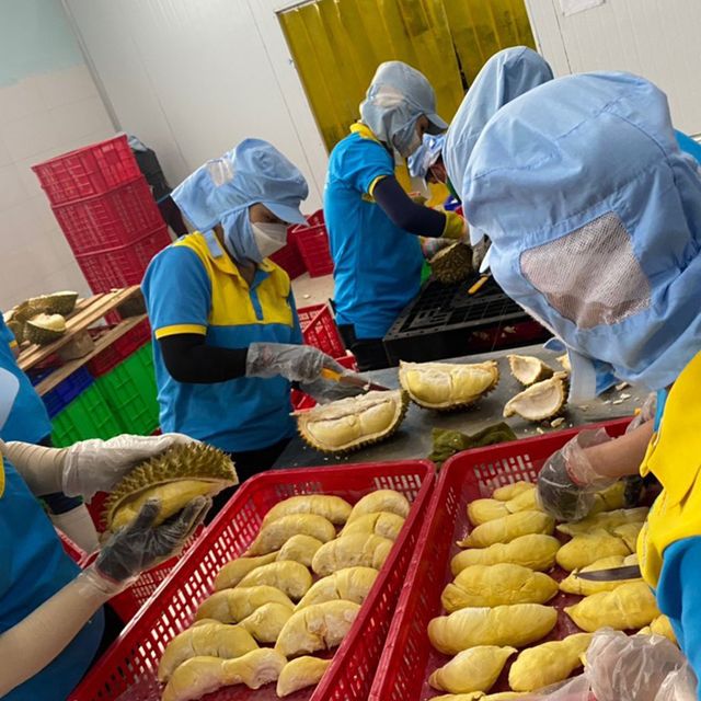Vietnam Monthong Durian So Fresh Premium Quality Fresh Whole Piece /Frozen Pulp Durian Fruit Monthong - Image 4